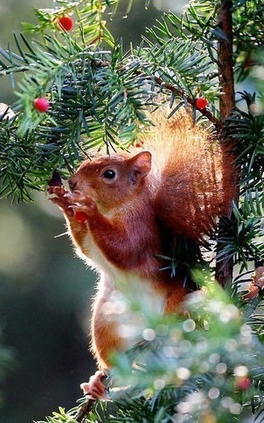 Мария Коробицына