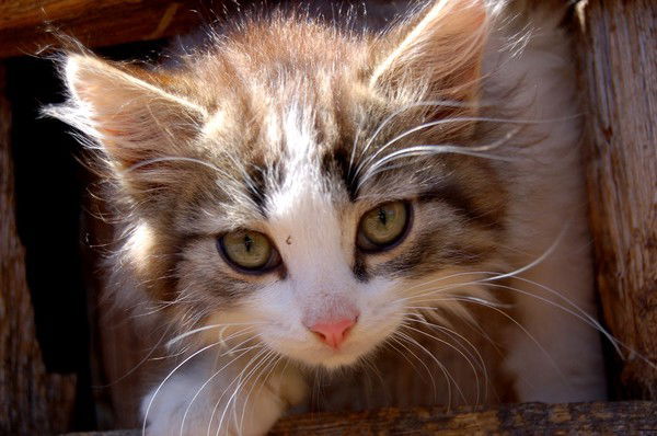 Светлана Ланитина