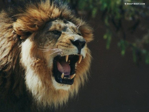 Александр Ведерников