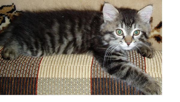 Виктор Логунов