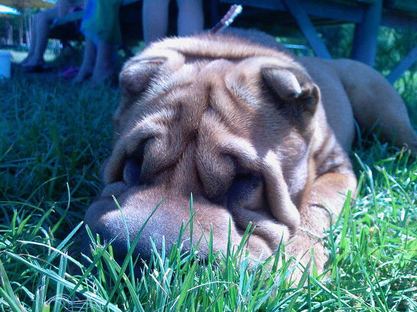 Александр Маценко