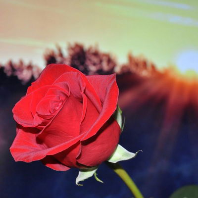 Айгуль Сайфуллина