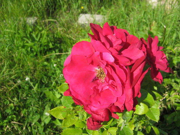 Светлана Холмова