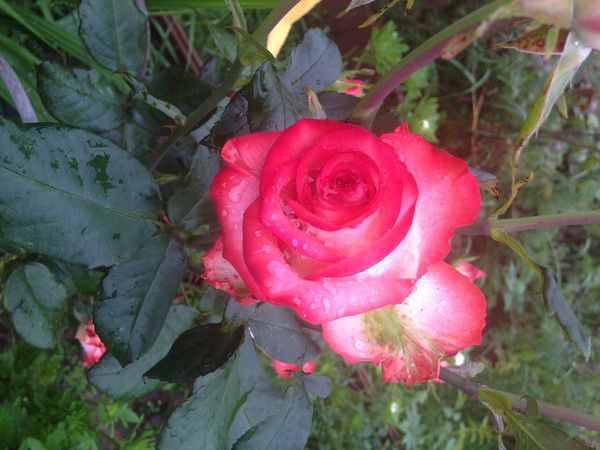 Елена Закрацкая