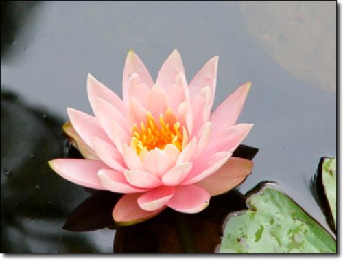 Лилия Чхитунидзе