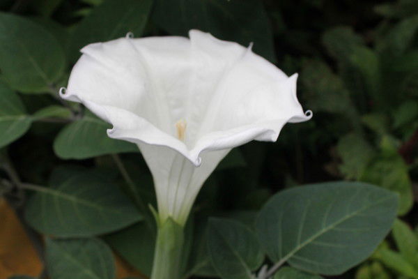 Татьяна Митяева