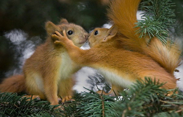 Александр Рыбак