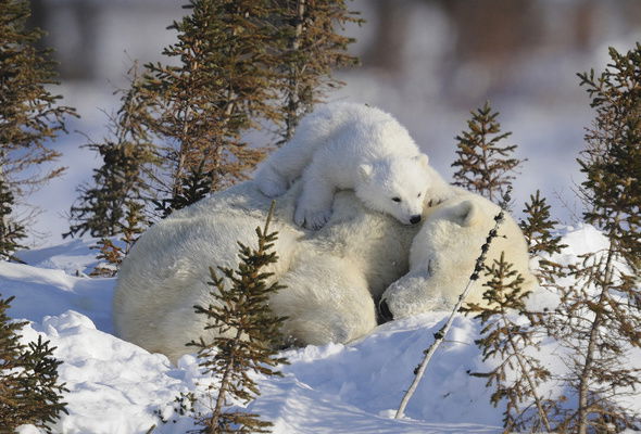 Елена Слепцова