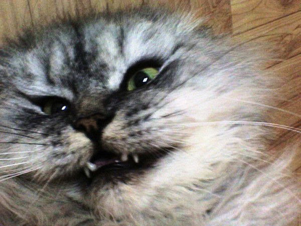 Петя Васильев