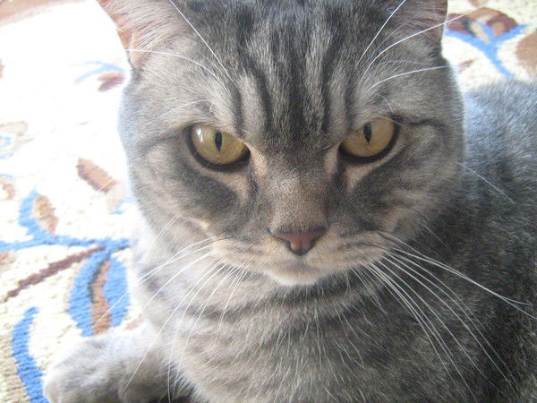 Олег Ченчаев