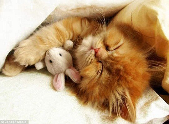 Ооо "ресурс Лдт-1" Магазин