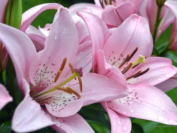 Людмила Егорова