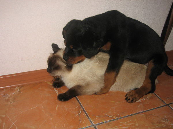 Денис Денис