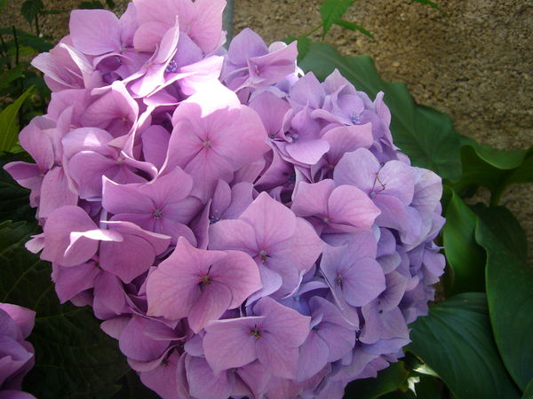 Елена Шувалова