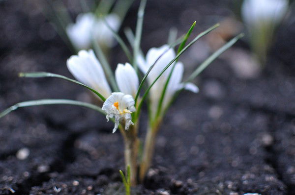 Ольга Олечка