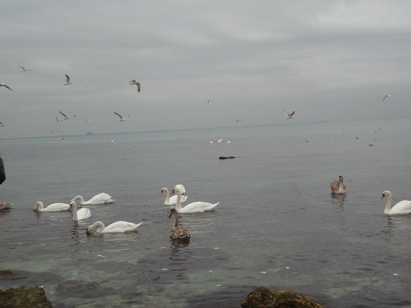 Сасенова Кымбат