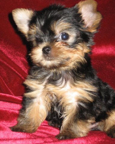 Елена Рыбакова