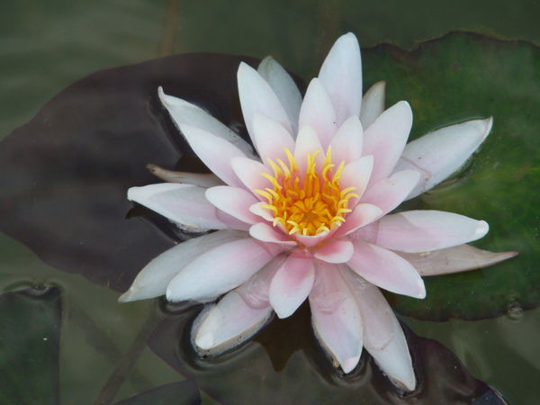 Ольга Минаенко