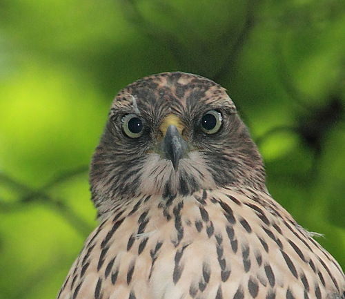 Сергей Плевако