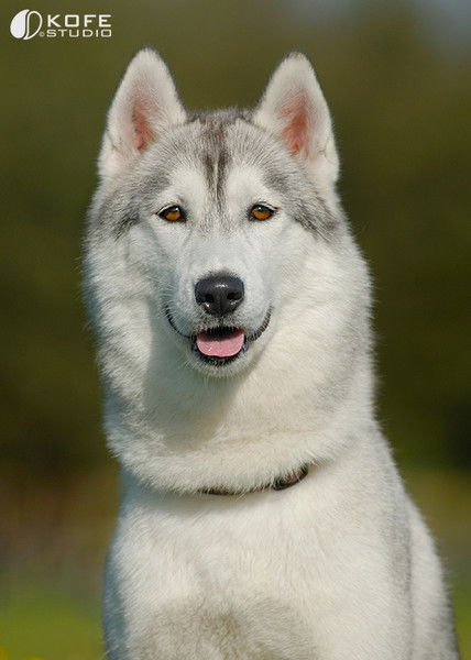 Константин Фролов