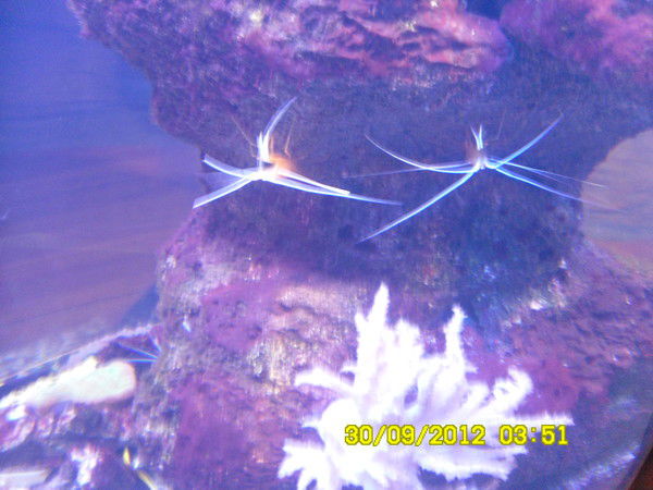 Мариночка Карпова