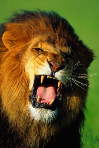 Александр Орлов