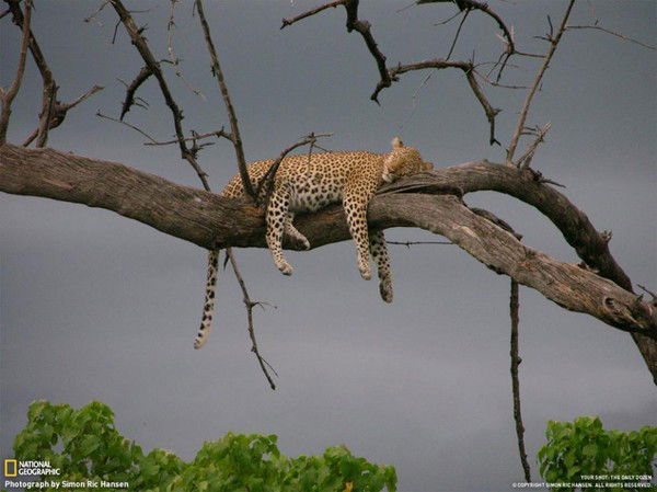 Дмитрий Бондарев