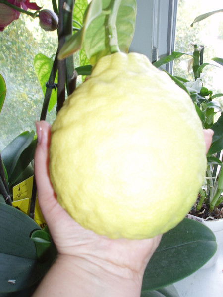 Диана Басилашвили