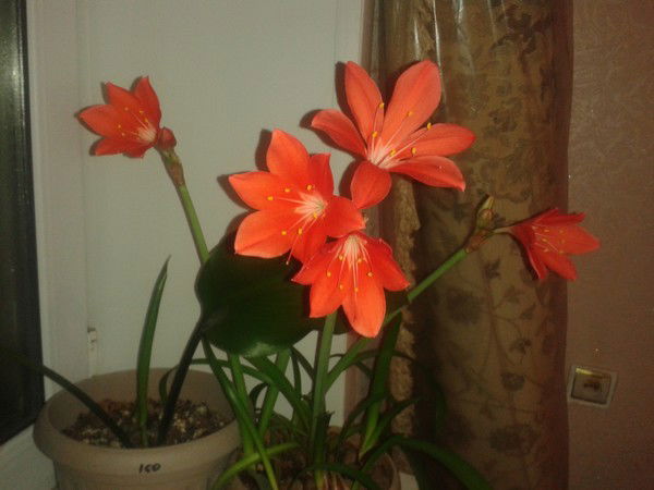 Кульжанат Абденова