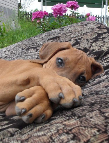 Николай Литвинов