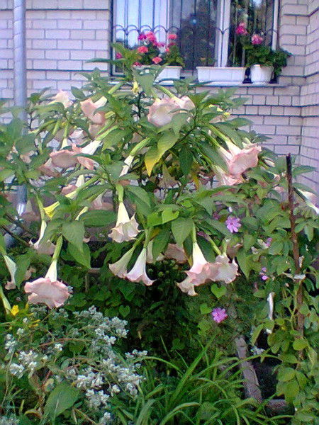 Таня Милюшина