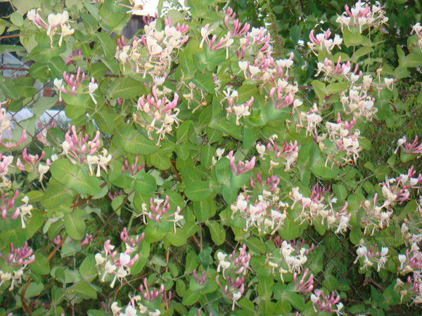 Савченко Людмила