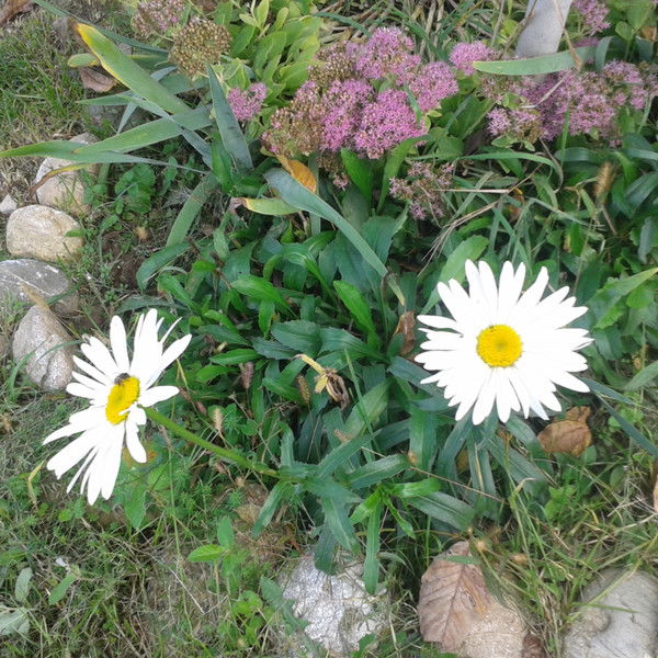 Наталия Агошкова