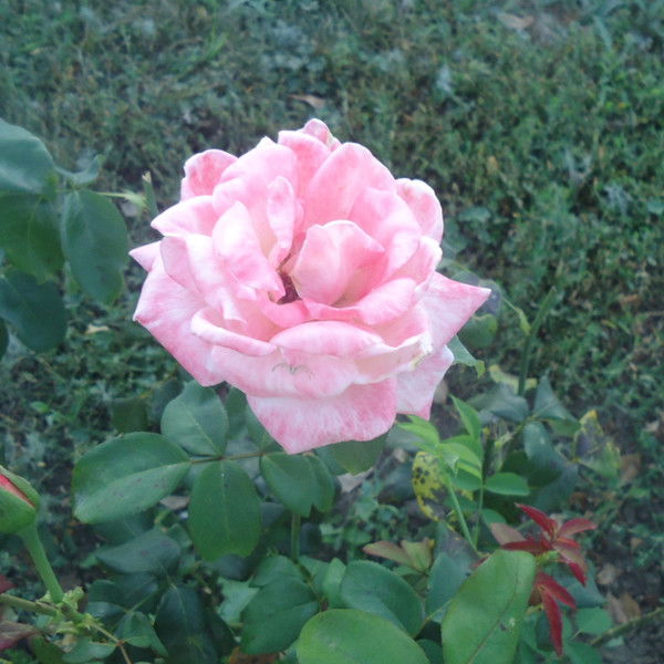 Ольга Олексієнко