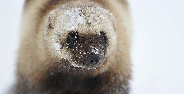 Сергей Сереж