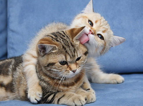 Аркадий Харув