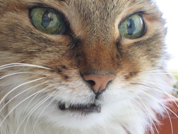 Светлана Вяльяк