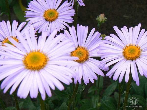 Надежда Слесаренко