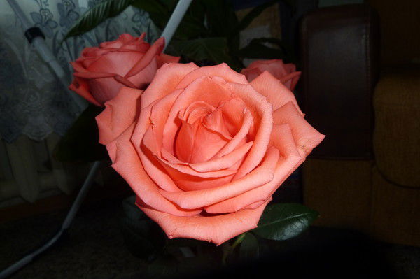 Анна Гуцько