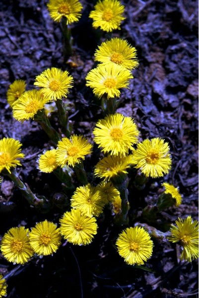 Ольга Тарабурина