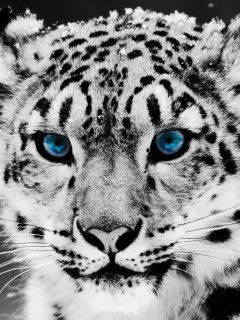 Алла Дмитриева