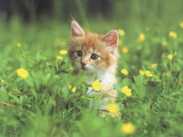 Мариночка Стешенко