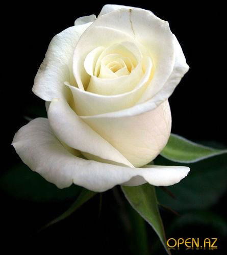 Роза Даулеталиева