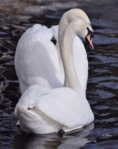 Dil'bara Abdrahmanova