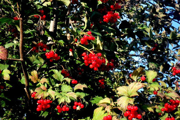 Зоя Иванова