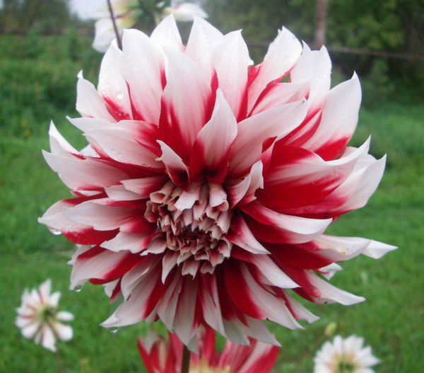 Елена Канторина