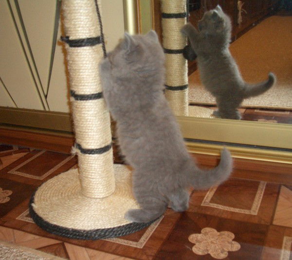 Николай Семенов