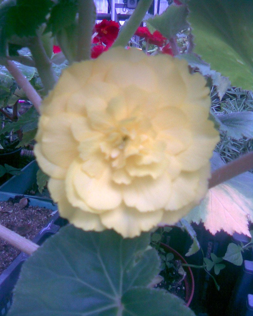 Элина Белобородова