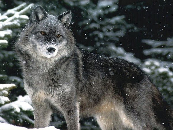 Любовь Мишарина