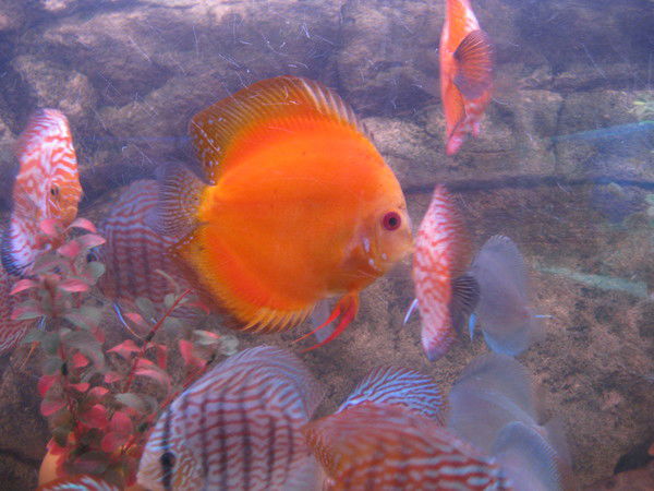 Солнышко Ясное